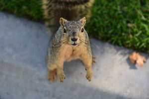 Take Your Best Shot at ‘Purple Squirrels’